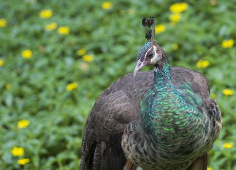 Image of a beautiful peacock on nature background.