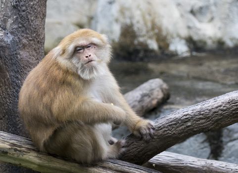 Image of a brown rhesus monkeys on nature background.