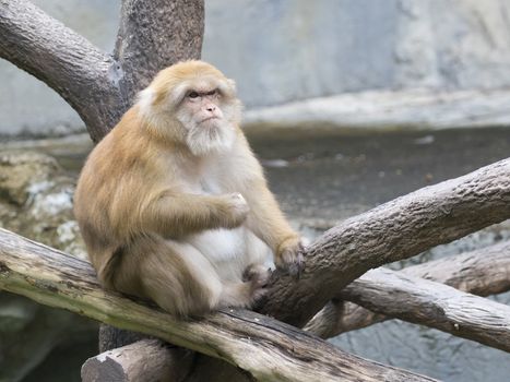 Image of a brown rhesus monkeys on nature background.