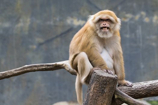 Image of a brown rhesus monkeys on nature background.