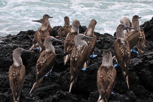 Blue footed booby, sula nebouxii, Galapagos Ecuador