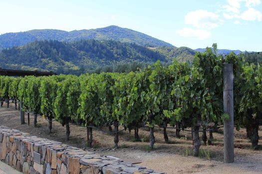 Vineyard in the wine growing region of Napa in California.