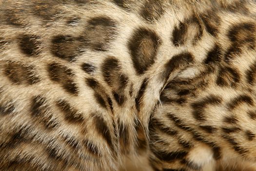 Natural pattern on bengal cat fur, real texture of feline pelt