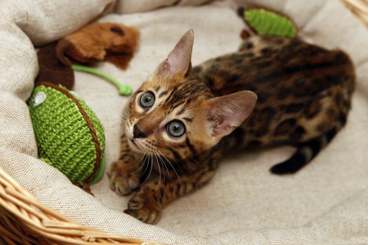 Small bengal kitten in a basket