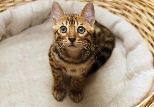 Small bengal kitten in a basket
