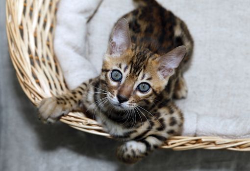 Small bengal kitten in a basket
