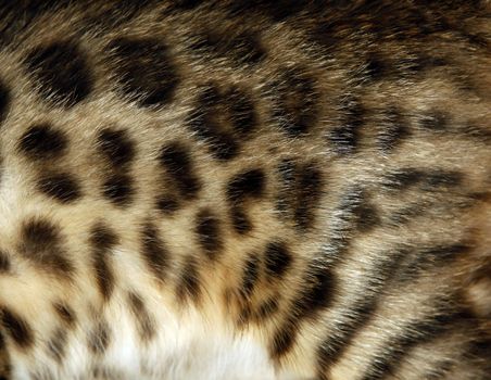 Natural pattern on bengal cat fur, real texture of feline pelt
