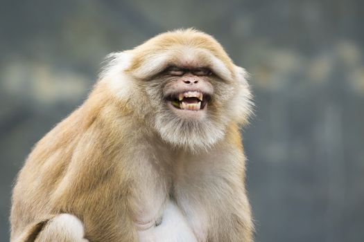 Image of a brown rhesus monkeys on nature background.