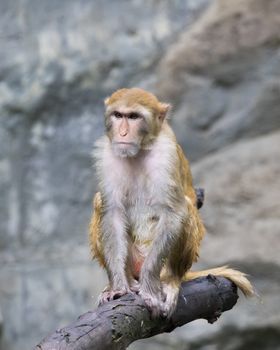 Image of monkey sitting on a tree branch.