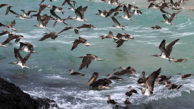 Hundreds of blue footed boobies flying and fishing, Galapagos, Ecuador