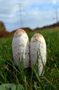 Two white mushrooms in the grass of a meadow of Gaume