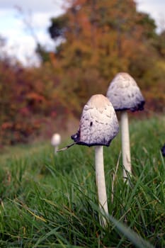 white mushrooms in the grass of a meadow of Gaume