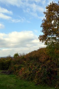 Undergrowth in autumn colors in the countryside