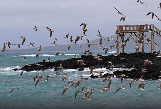 Hundreds of blue footed boobies flying and fishing, Galapagos, Ecuador