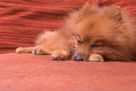 Pomeranian dog in hair shed period, sleeping on the sofa, focus on the eye