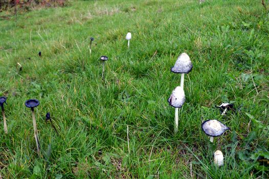 white mushrooms in the grass of a meadow of Gaume