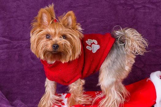 Yorkshire Terrier in warm clothes on purple background