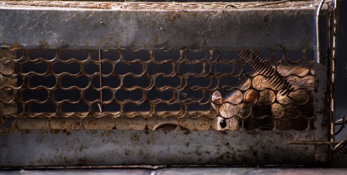 Rats in a cage trap address-forsaken freedom/dark lighting.