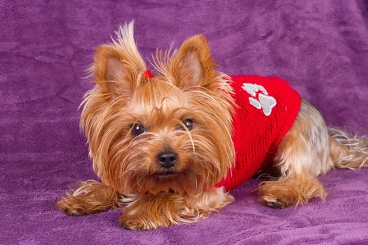 Yorkshire Terrier in warm clothes on purple background
