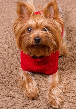 Dog yorkshire terrier in red sweater is sitting on the carpet