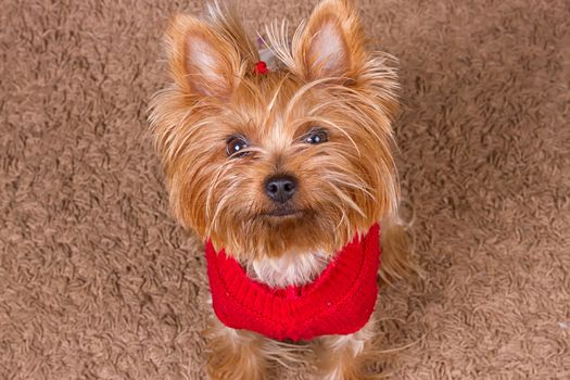 Dog yorkshire terrier in red sweater is sitting on the carpet