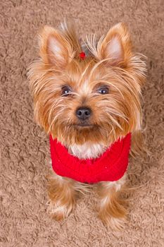 Dog yorkshire terrier in red sweater is sitting on the carpet