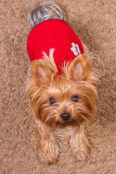 Dog yorkshire terrier in red sweater is sitting on the carpet