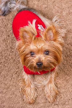 Dog yorkshire terrier in red sweater is sitting on the carpet