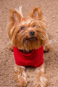 Dog yorkshire terrier in red sweater is sitting on the carpet