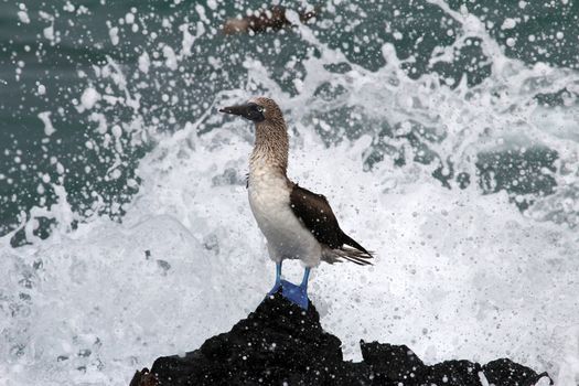 Blue footed booby, sula nebouxii, Galapagos Ecuador