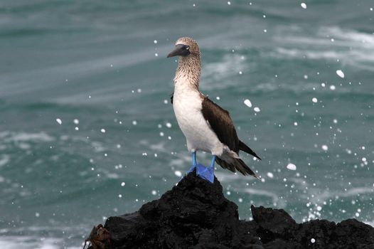 Blue footed booby, sula nebouxii, Galapagos Ecuador