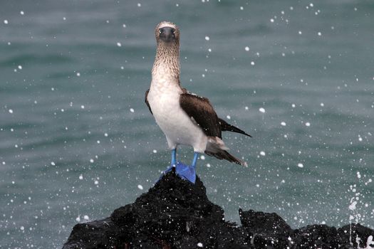 Blue footed booby, sula nebouxii, Galapagos Ecuador