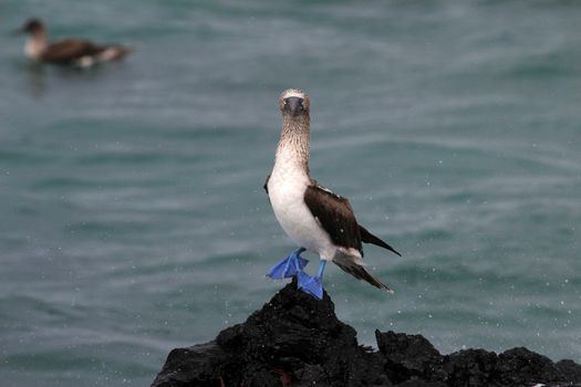 Blue footed booby, sula nebouxii, Galapagos Ecuador