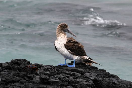 Blue footed booby, sula nebouxii, Galapagos Ecuador