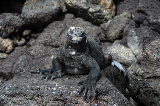 A Galapagos Marine Iguana on lava rocks, amblyrhynchus cristatus