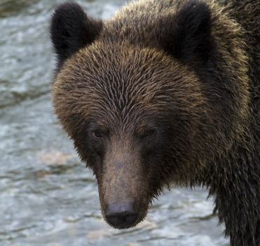 Fierce stare of grizzly bear in British Columbia, Canada, is reflection of beautiful, frightening, natural intensity of a large predator. 
