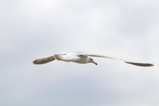 Single seagull soars and glides in sky.  Sea bird has face visible, wings open in flight.  Copy space available in horizontal photograph. 