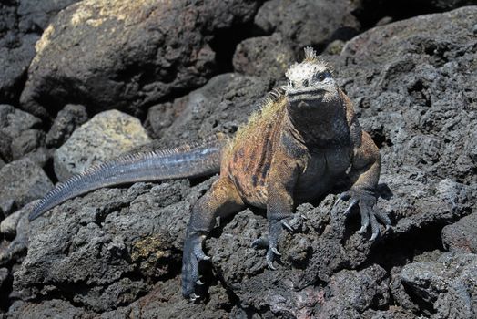 A Galapagos Marine Iguana on lava rocks, amblyrhynchus cristatus