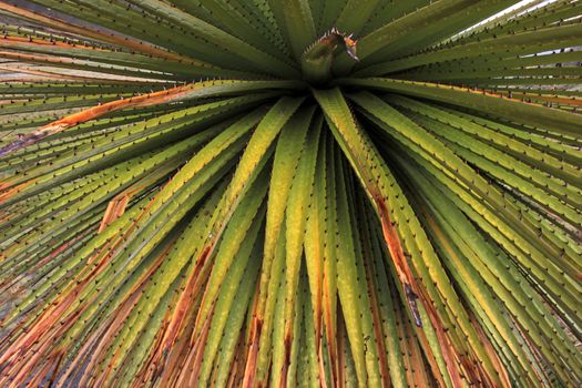 Puya Raimondi bromelia close in the peruvian cordillera blanca, the highest and biggest bromelia that exists