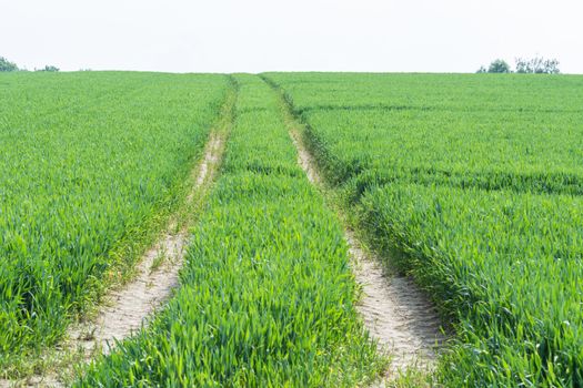 Tractor tracks through a green agricultural field in spring, Scenics.