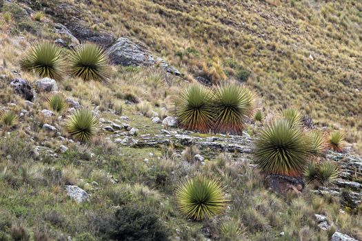 Puya Raimondi bromelia in the peruvian cordillera blanca, the highest and biggest bromelia that exists