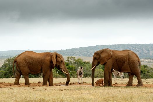 Bush Elephants staring at each other at the watering hole.