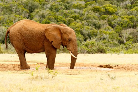 Bush Elephant drinking water at the dam with his mouth open at the dam.