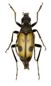 Speckled Longhorn Beetle on white Background  -  Pachytodes cerambyciformis (Schrank, 1781)