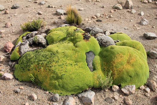 Stones overgrown with green moss, andean mountains Peru