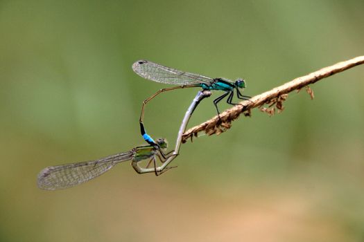 Two very nice blue green dragonflies mating, laguna mejia Peru