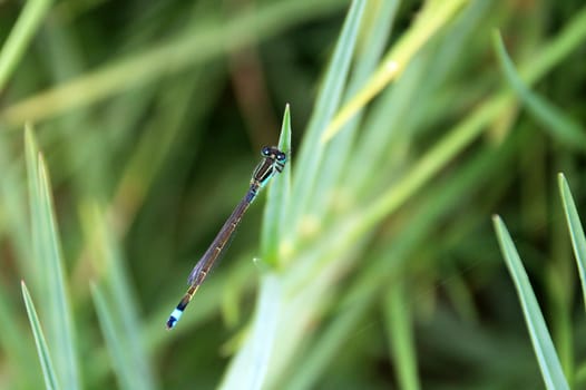 Very nice blue green dragonfly closeup top, laguna mejia Peru