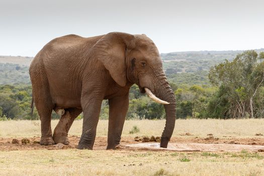 The Bush elephant at the watering hole sucking up the last bit of water with dark grey skies