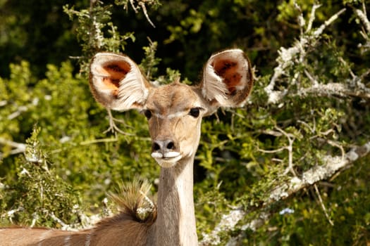 Hair up straight on the Greater Female Kudu with sharp ears and green background