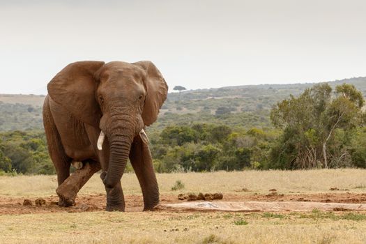 The cross legs of the african bush elephant standing at the water hole